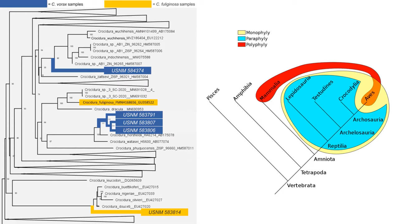 Infographic of paraphyletic versus polyphyletic species