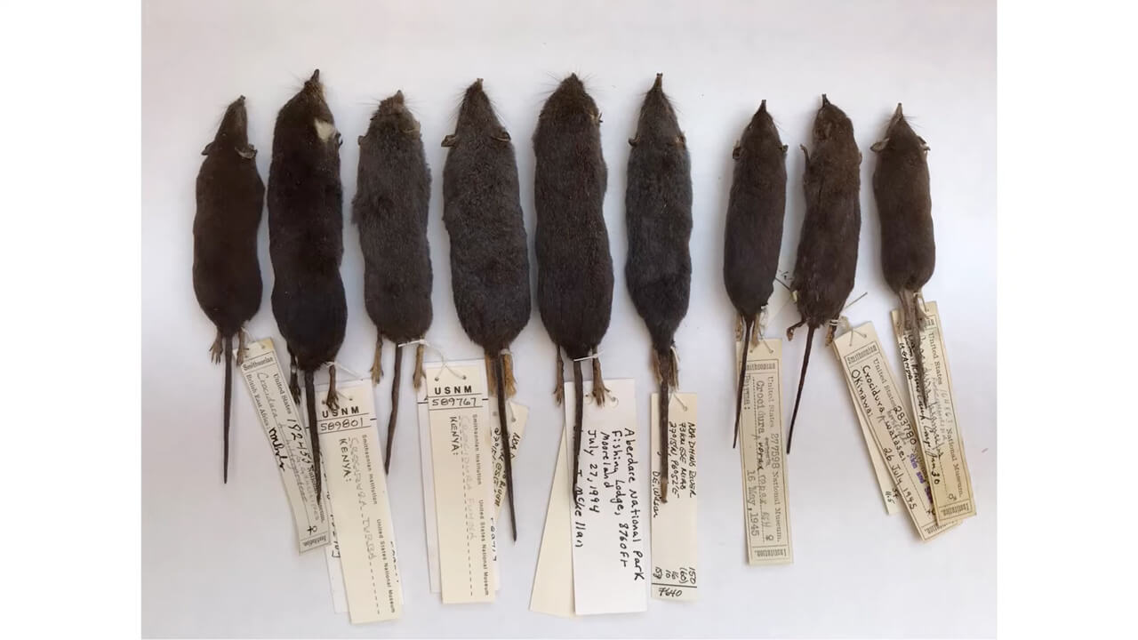 Shrews in the Smithsonian collection