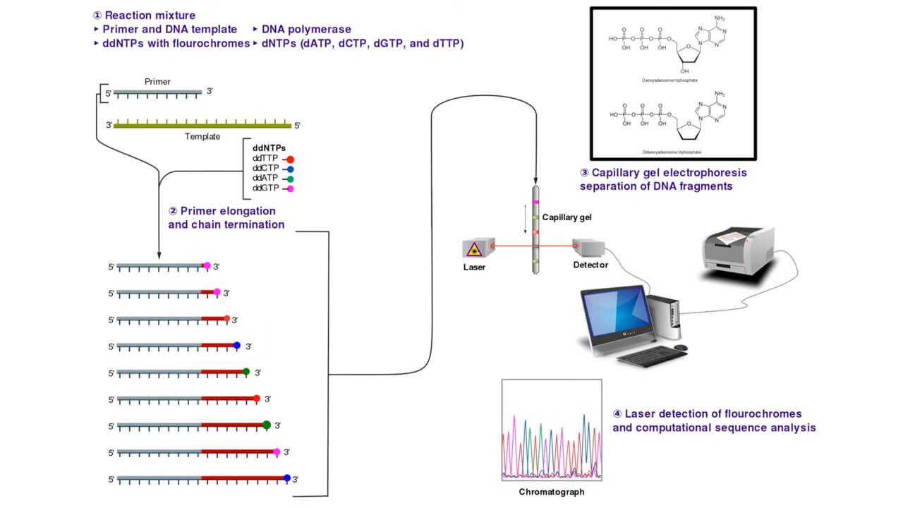 Infographic of polymerase chain reaction