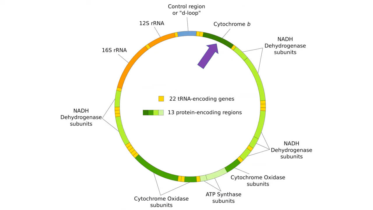 Gene review