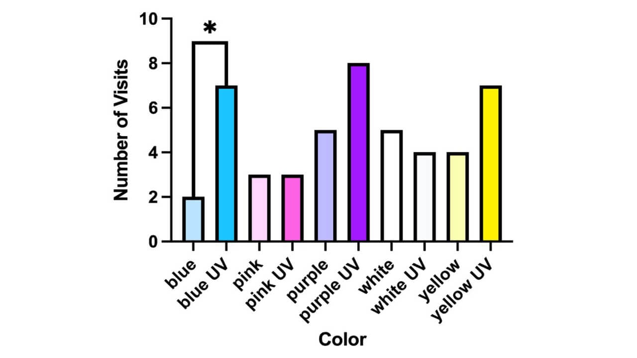 Graph showing number of visits by hymenopterans