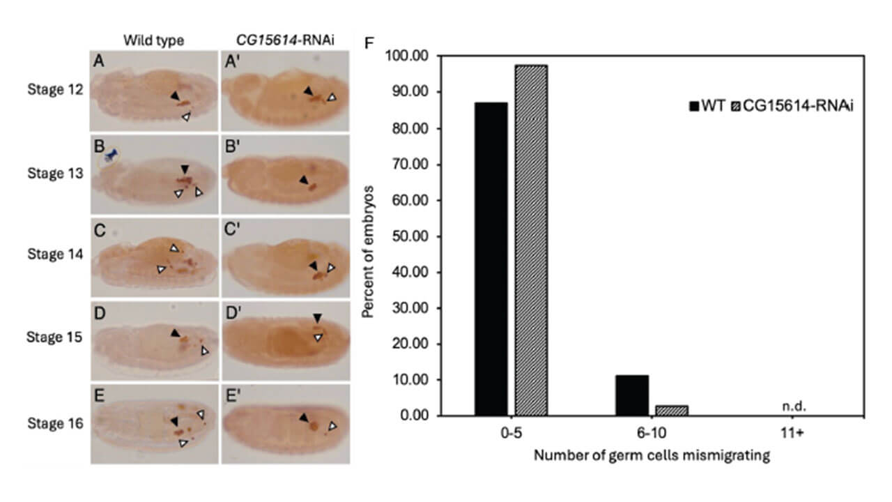 Graphic depicting germ cell migration