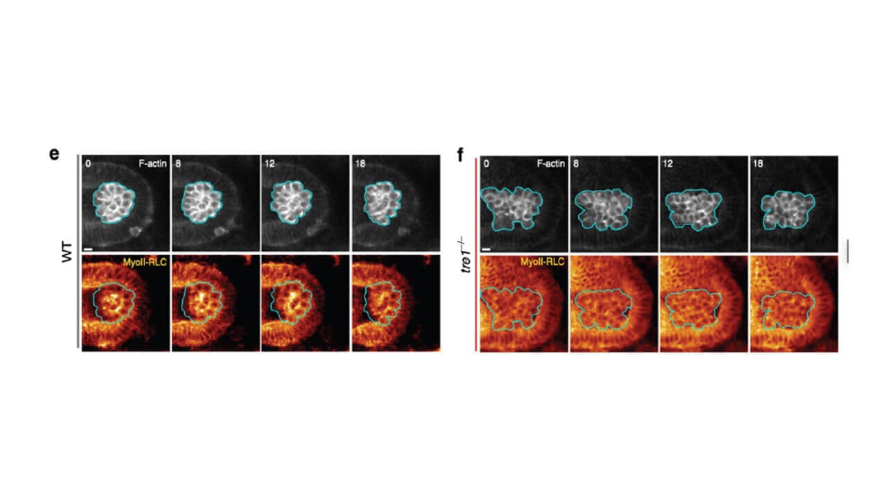 Slides of stained cells depicting MG epithelium and shape defects in tre11-1 embryos